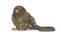 Pygmy Marmoset, Cebuella pygmaea, isolated Royalty Free Stock Photo