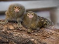 pygmy marmoset, Cebuella pygmaea niveiventris, is the smallest primate