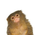 The pygmy marmoset, cebuella pygmaea, on white Royalty Free Stock Photo