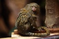 Pygmy marmoset (Cebuella pygmaea).