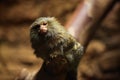 Pygmy marmoset (Cebuella pygmaea).