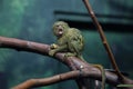 Pygmy marmoset (Cebuella pygmaea).