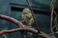 Pygmy marmoset Cebuella pygmaea.