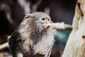 Pygmy marmoset monkey eating something Royalty Free Stock Photo