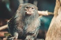 Pygmy marmoset monkey eating something Royalty Free Stock Photo