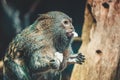 Pygmy marmoset monkey eating something Royalty Free Stock Photo