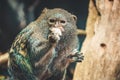 Pygmy marmoset monkey eating something Royalty Free Stock Photo