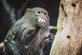 Pygmy marmoset monkey eating something Royalty Free Stock Photo