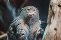 Pygmy marmoset monkey eating something Royalty Free Stock Photo