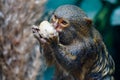 Pygmy marmoset monkey eating something Royalty Free Stock Photo
