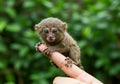 Pygmy Marmoset Monkey Perched on Finger with Curious Expression Royalty Free Stock Photo