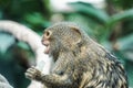 Pygmy marmoset monkey - side view Royalty Free Stock Photo