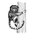 Pygmy marmoset monkey sitting on a tree, funny smart pet with an emotional face