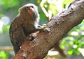 Pygmy Marmoset