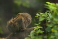 Pygmy Marmoset, smallest monkey in the world Royalty Free Stock Photo