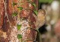 Pygmy Marmoset on tree