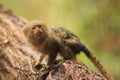 Pygmy marmoset