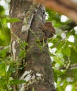 A Pygmy Marmosete on a tree Royalty Free Stock Photo