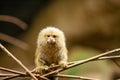 Pygmy Monkey Marmoset on a Branch Royalty Free Stock Photo