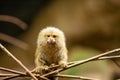 Pygmy Monkey Marmoset on a Branch