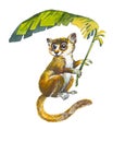 Pygmy Mouse Lemur