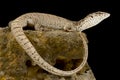 Pygmy mulga monitor Varanus gilleni