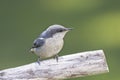 Pygmy nuthatch looks to the side