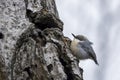 Pygmy nuthatch perched on tree