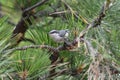 Pygmy Nuthatch on Pine Branch Royalty Free Stock Photo