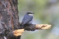 Pygmy Nuthatch (Sitta pygmaea) Royalty Free Stock Photo