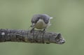 Pygmy Nuthatch with Spider in Mouth