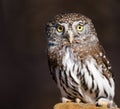 Pygmy Owl on Dark Brown Background Royalty Free Stock Photo