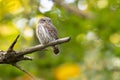 Pygmy Owl Glaucidium passerinum perched on a tree branch