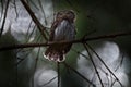 Pygmy Owl, sitting on tree spruce branch with clear dark forest background. Eurasian tinny bird in habitat. Beautiful bird in