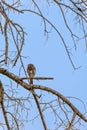 Pygmy Owl on a Tree Branch in South Africa Royalty Free Stock Photo