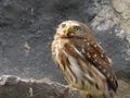 Pygmy Owl