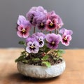 Organic Pansy Bonsai Planter With Detailed Petals