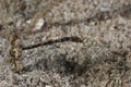 Pygmy Pipefish Royalty Free Stock Photo