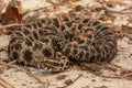 Pygmy Rattlesnake Royalty Free Stock Photo