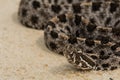 Pygmy Rattlesnake Royalty Free Stock Photo