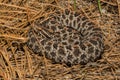 Pygmy Rattlesnake Royalty Free Stock Photo