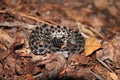 Pygmy Rattlesnake on my hiking trail Royalty Free Stock Photo