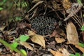 Pygmy rattlesnake poisonous Royalty Free Stock Photo