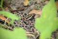 Pygmy Rattlesnake poisonous on the trail Royalty Free Stock Photo