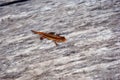 The pygmy salamander Desmognathus wright on gray wooden soft blurry Royalty Free Stock Photo