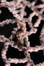 Pygmy seahorse Royalty Free Stock Photo