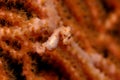 Pygmy Seahorse