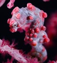 Pygmy seahorse (Hippocampus bargibanti)