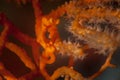 Denise`s Pygmy Seahorse in Indonesia