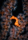 Pygmy seahorse in Indonesia on gorgonian fan coral Royalty Free Stock Photo